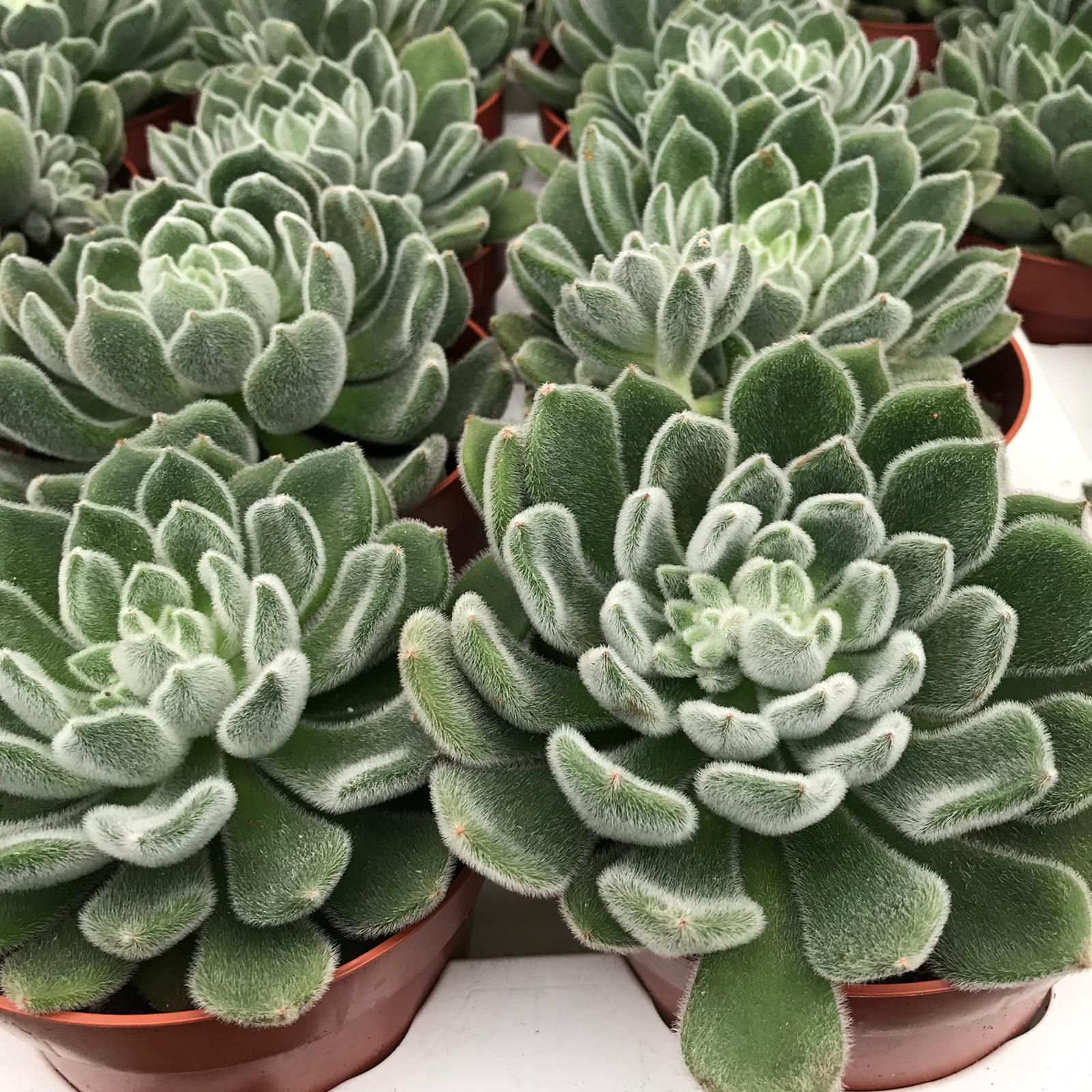 echeveria