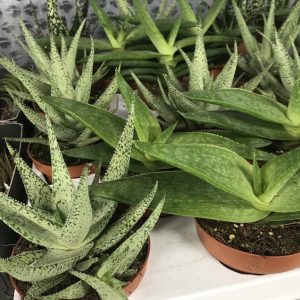 PPL013 variegated aloe