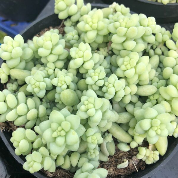 Sedum burrito (Medium)