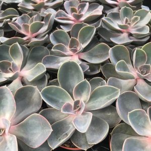 PPL208 echeveria purple