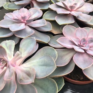 PPL208L echeveria purple lge