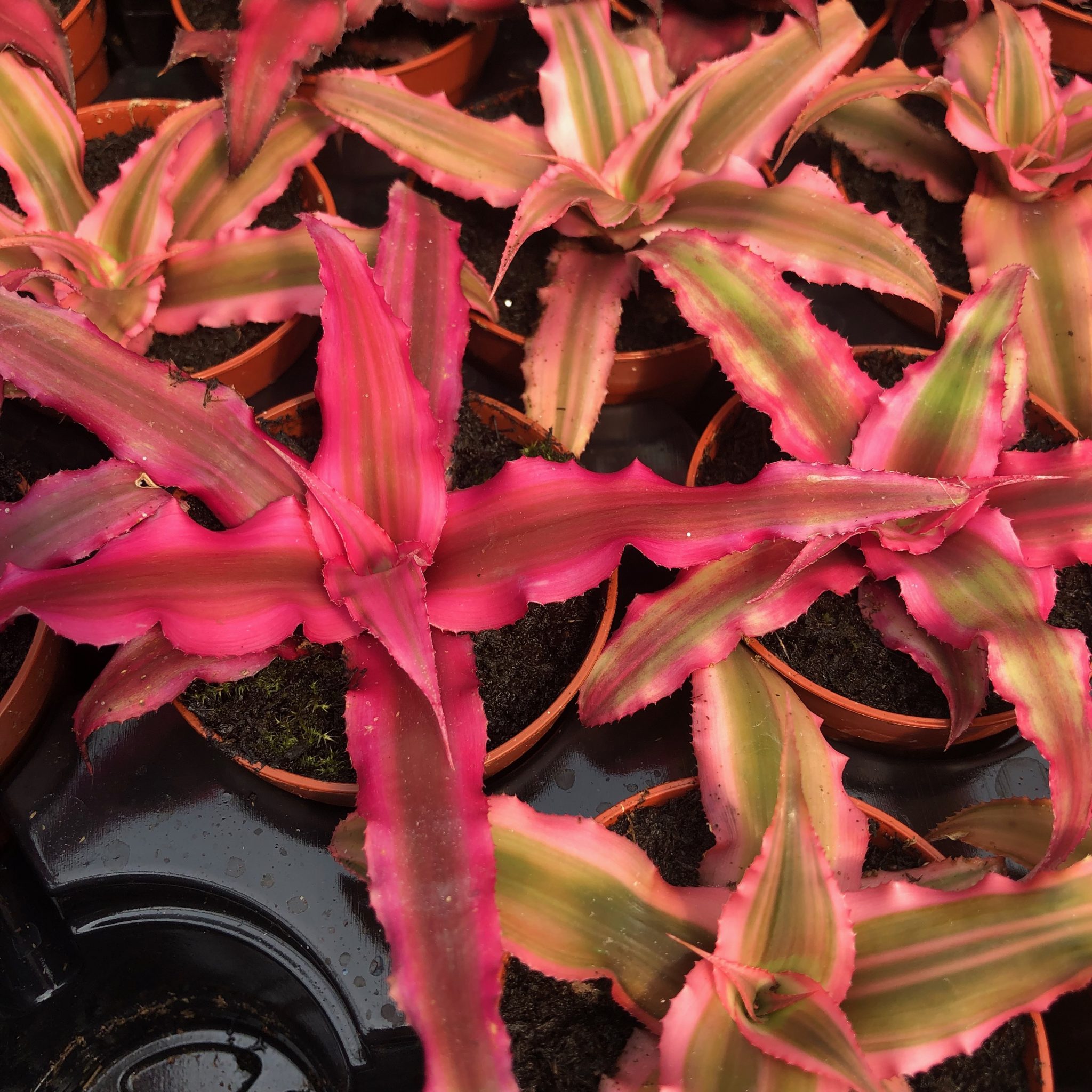 Earth Star (5.5cm pot) - (Cryptanthus Sp.) | Evolution Reptiles