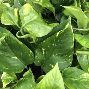 PPL214 – epipremnum aureum