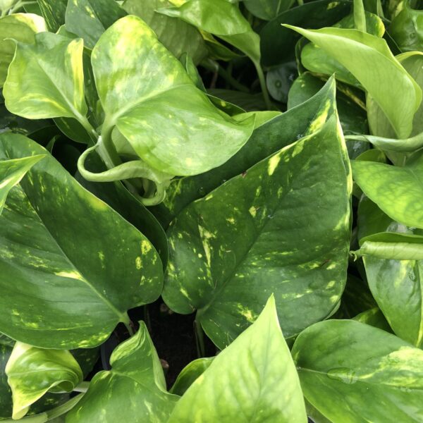 Devils Ivy (med) - (Epipremnum aureum)