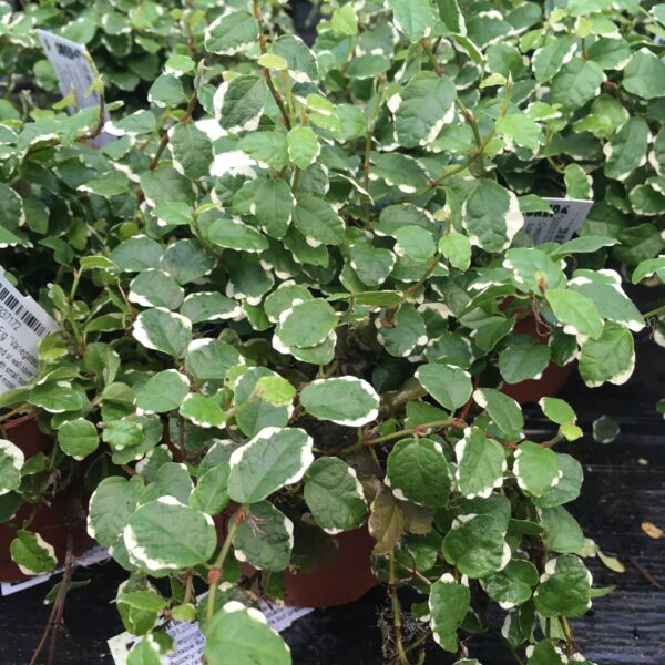 Creeping Fig "Variegated" (Large) - (Ficus pumila)