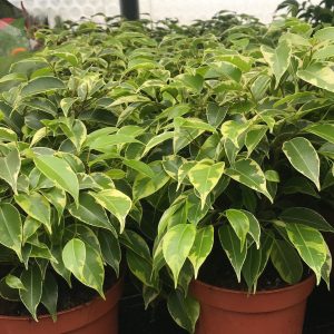 PPL218V ficus benjamina variegated