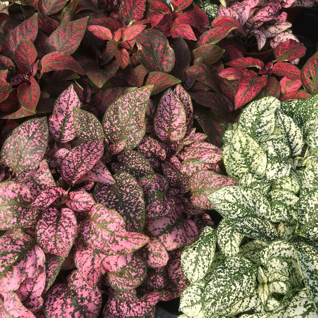 Polka Dot plant (Medium) - (Hypoestes Sp.) | Evolution Reptiles