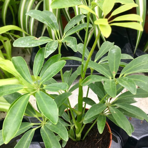 Dwarf Umbrella Tree (Small) - (Schefflera arboricola)
