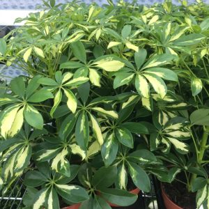 PPL259L schefflera large