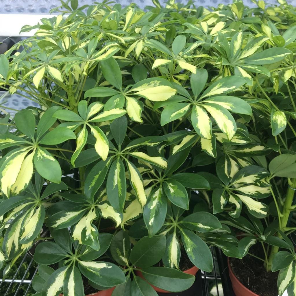 Giant Schefflera Plant