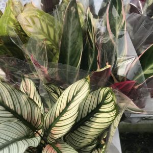 PPL425L calathea