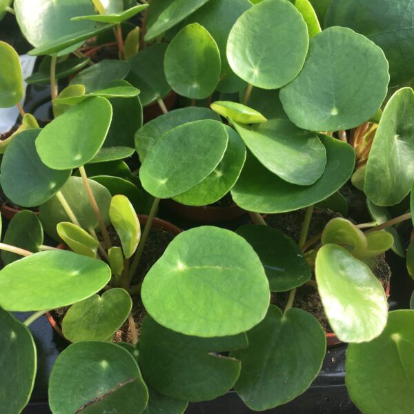 Chinese Money Plant (small) - (Pilea peperomoides)