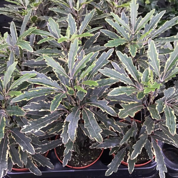 False aralia (Medium) - (Schefflera elegantissima)