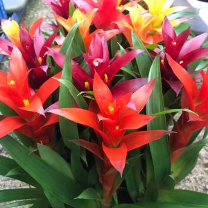 PPL436 guzmania mixed