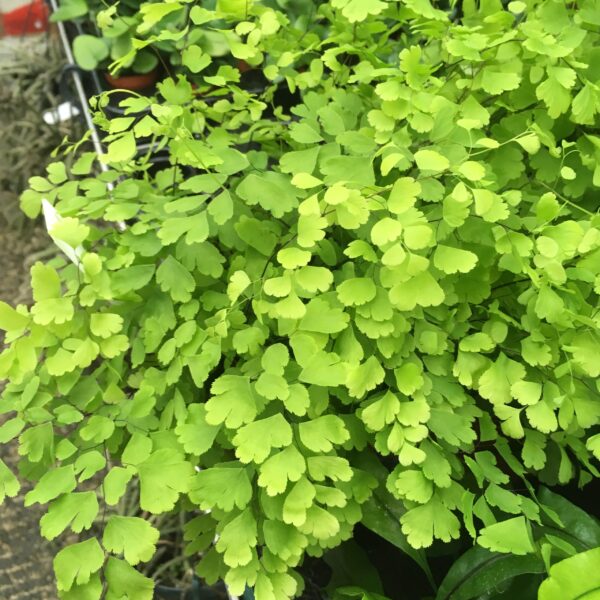 Maidenhair Fern (Large) - (Adianthum fragrans)
