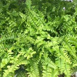 PPL466L boston fern