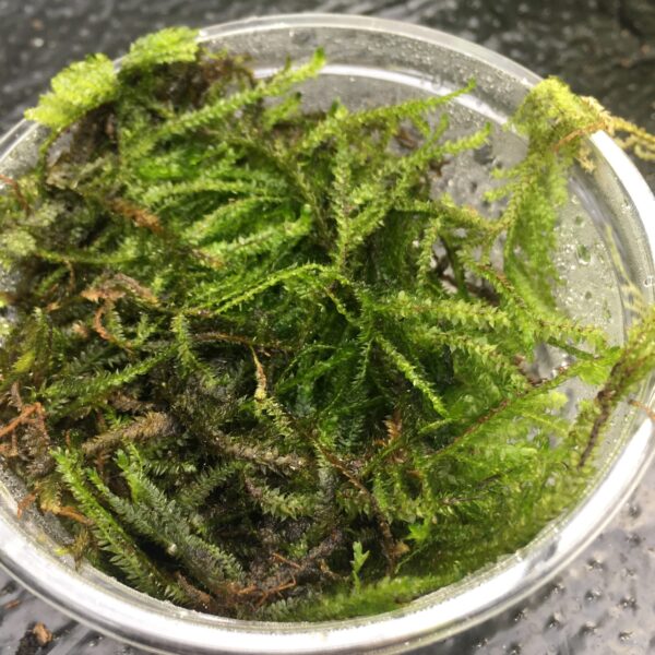 Christmas Moss (80cc cup) - (Vesicularia montagnei)
