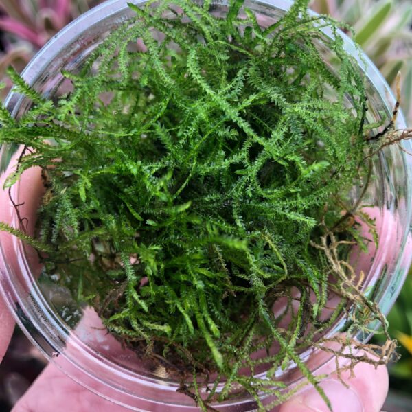 Java Moss (80cc cup) - (Vesicularia dubyana)