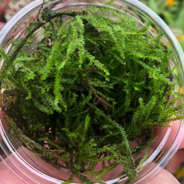 Barbieri Java Moss (80cc cup) - Taxiphyllum barbieri