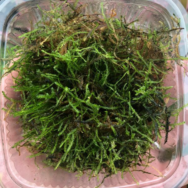 Javamoss (bulk pack) - (Vesicularia dubyana)