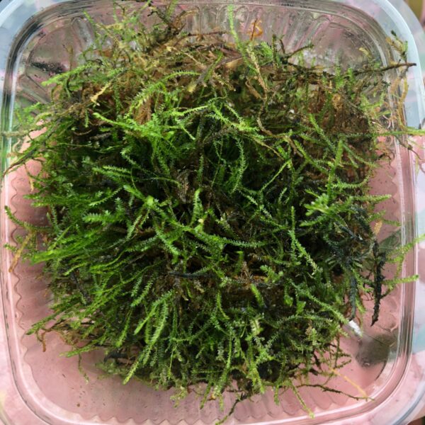 Javamoss (bulk pack) - (Vesicularia dubyana)