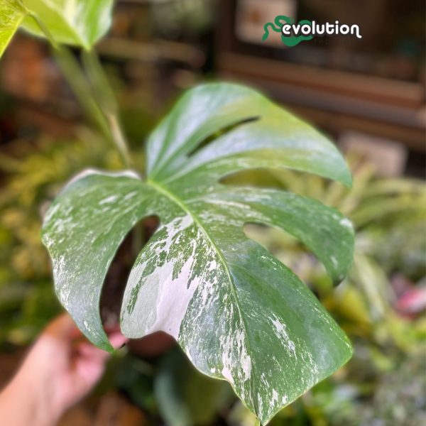 Variegated Swiss cheese plant