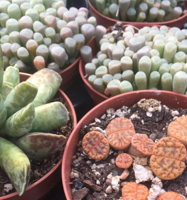 lithops 12