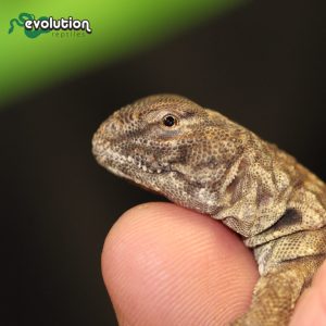 Uromastyx dispar maliensis