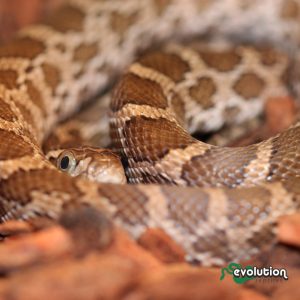 Great Plains rat snake (1)