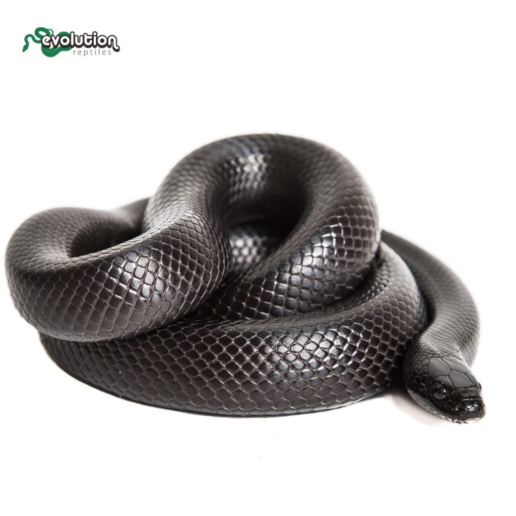 Mexican Black King Snake
