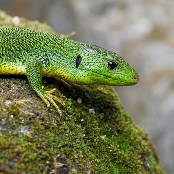 Lizard Vivarium and Terrarium Setups