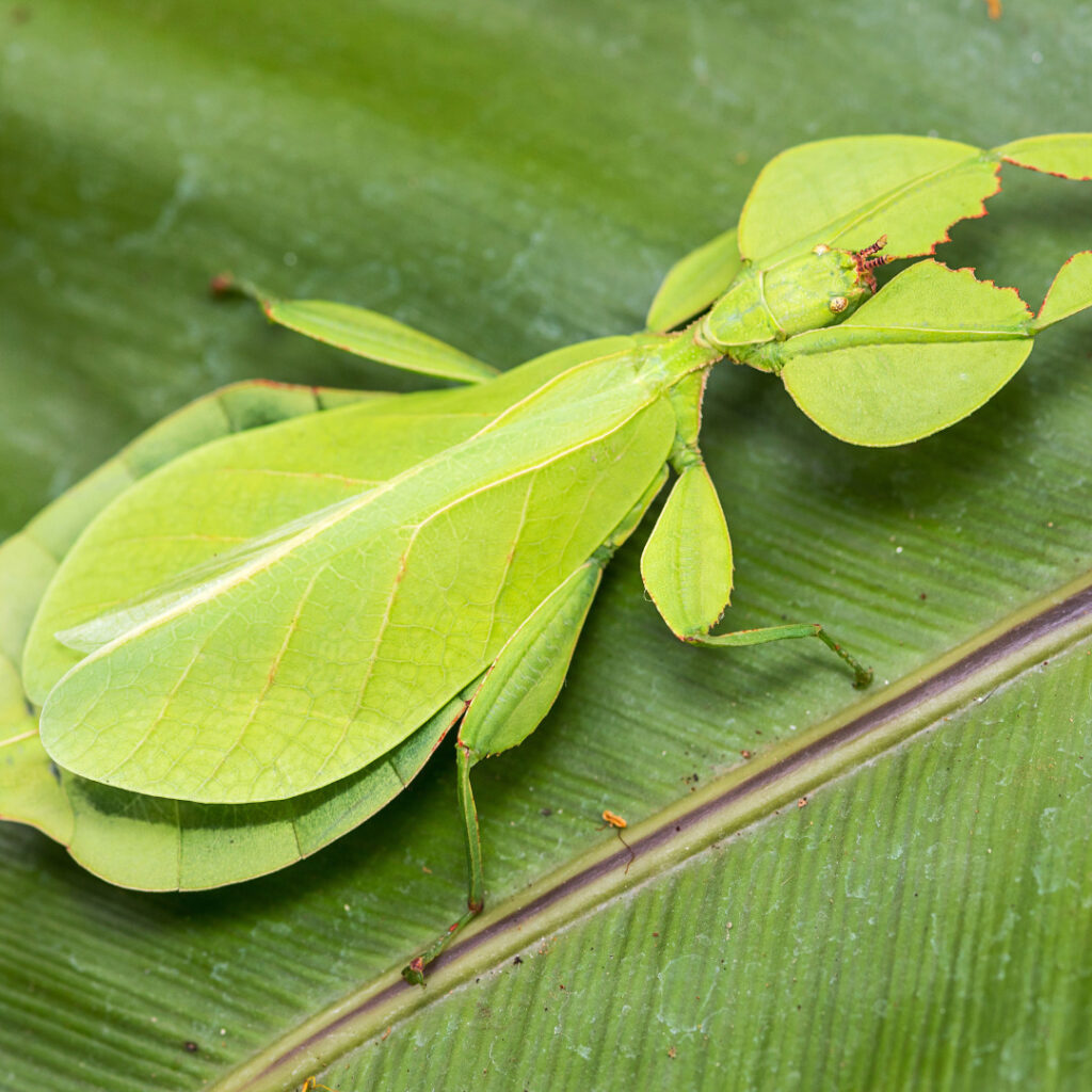 Stick Insects for sale Evolution Reptiles