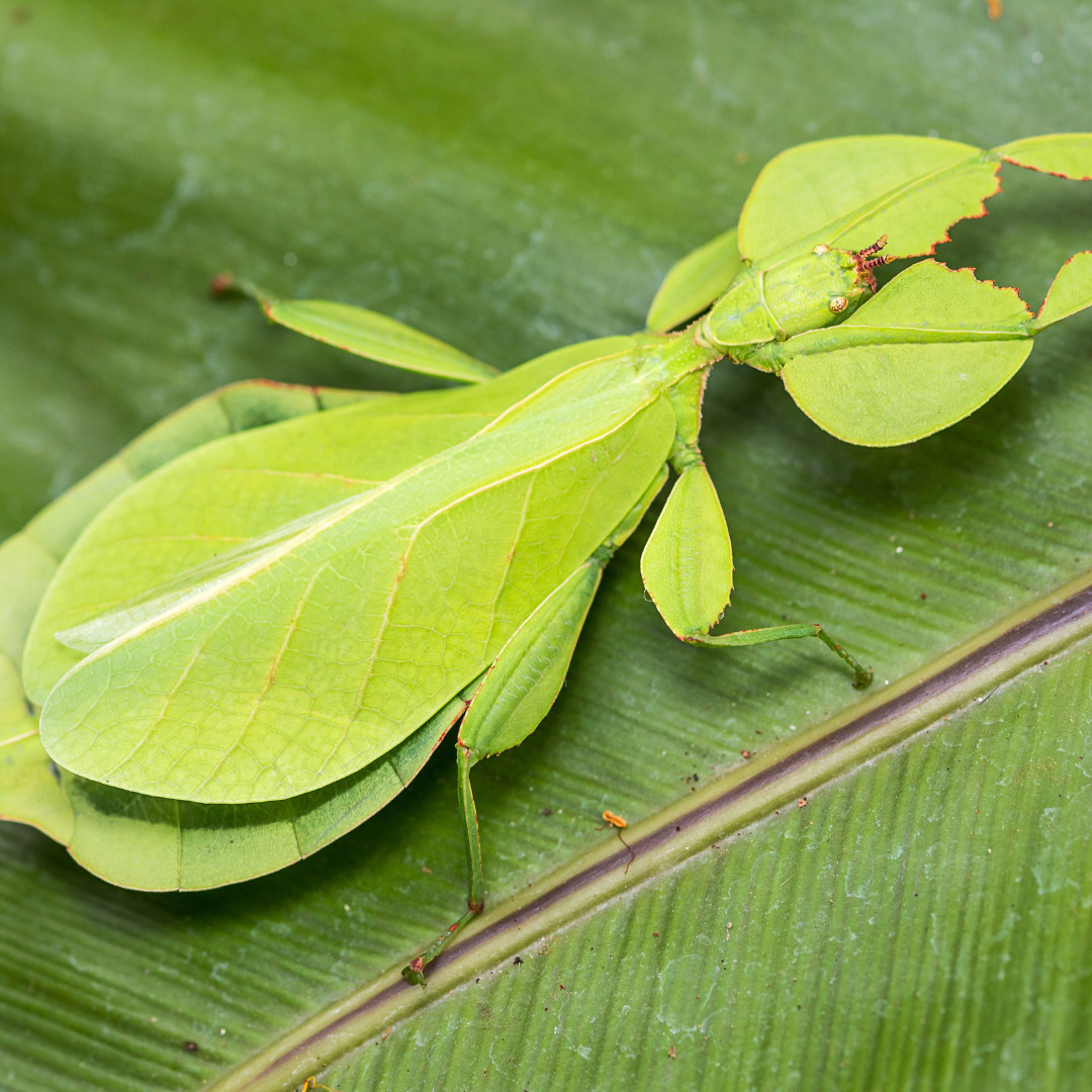 Leaf Insect