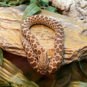 Hognose snake basking under his UVB lamp