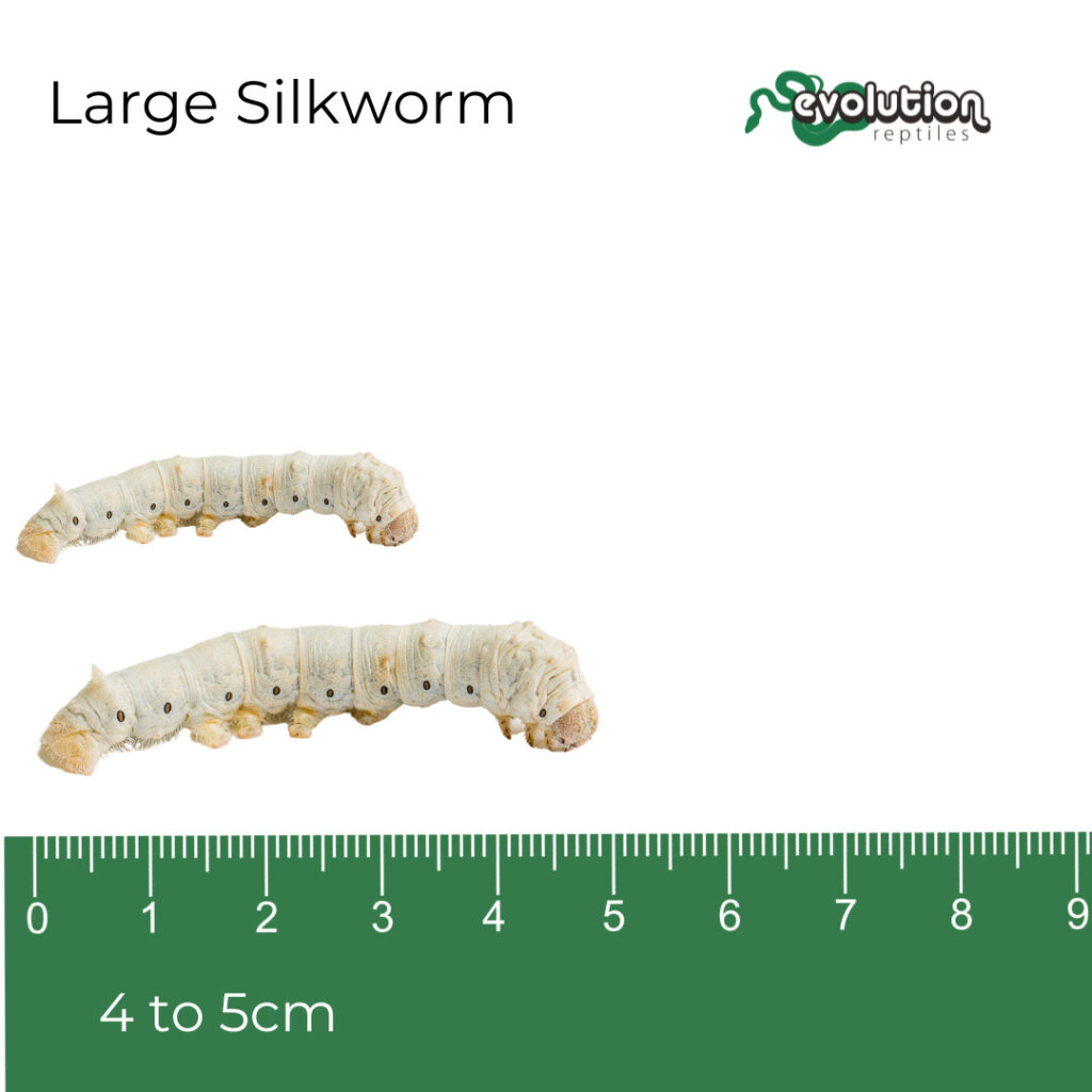Silkworm - Large 40-50mm | Evolution Reptiles