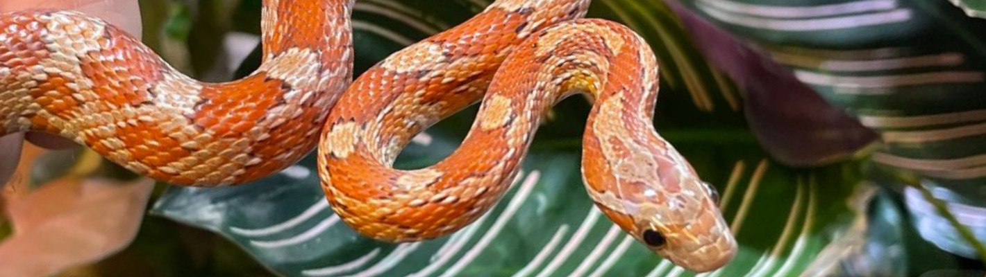 Corn snakes for sale at Evolution Reptiles