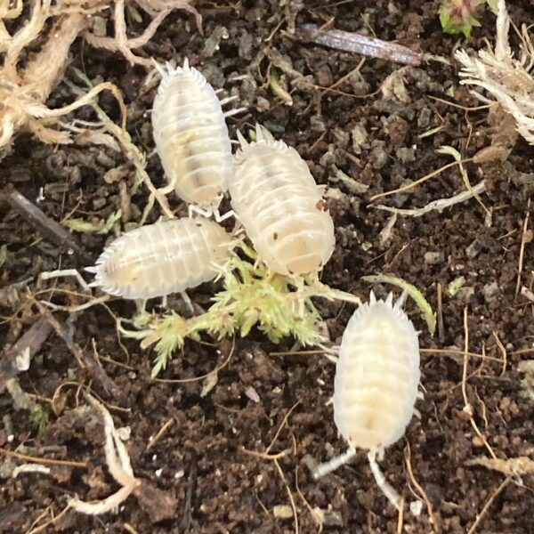 Snow White Isopods