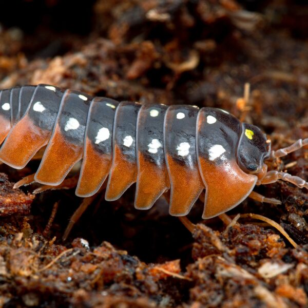 Clown isopods (Armadillidium klugii) are very pretty woodlice that make excellent clean up crew for bio-active terrariums and vivariums.