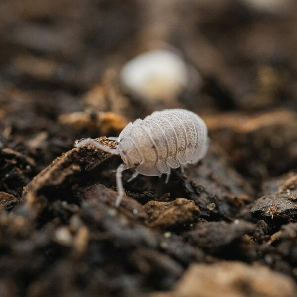 Mini Speckled Woodlice