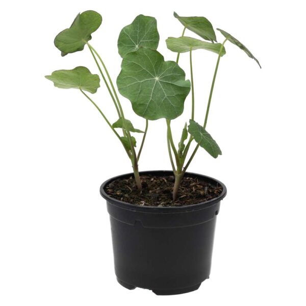 PR Live Food plant. Nastrutium (10cm pot)