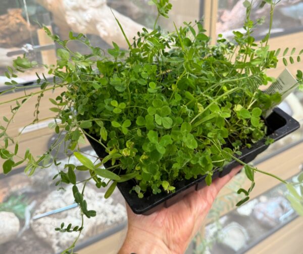 Pete’s Living Herbivore Salad Mix