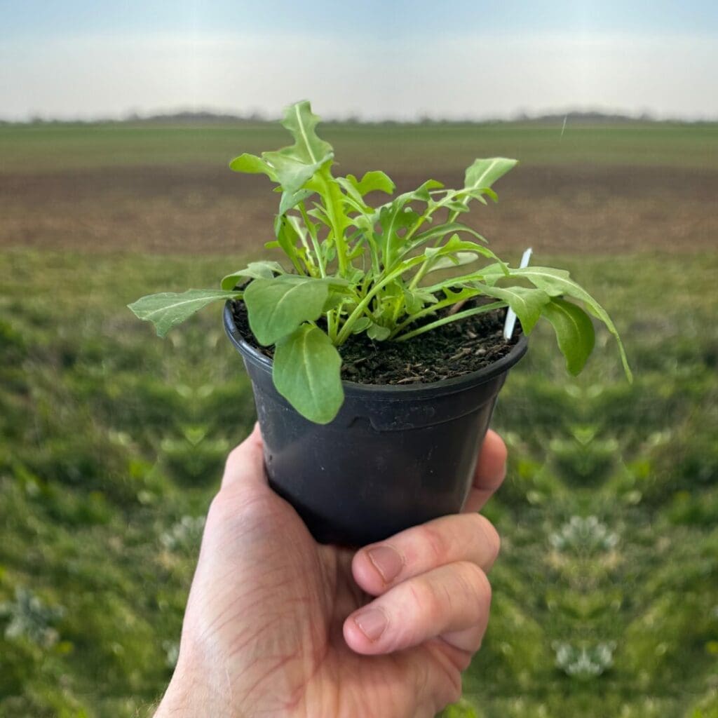 Wild Rocket Rice Live Food Plant - Wild Rocket | Evolution Reptiles