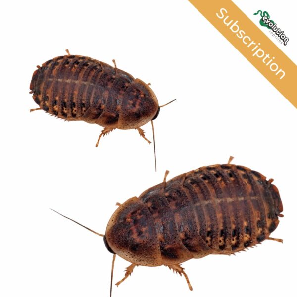 Dubia Roaches Subscriptions