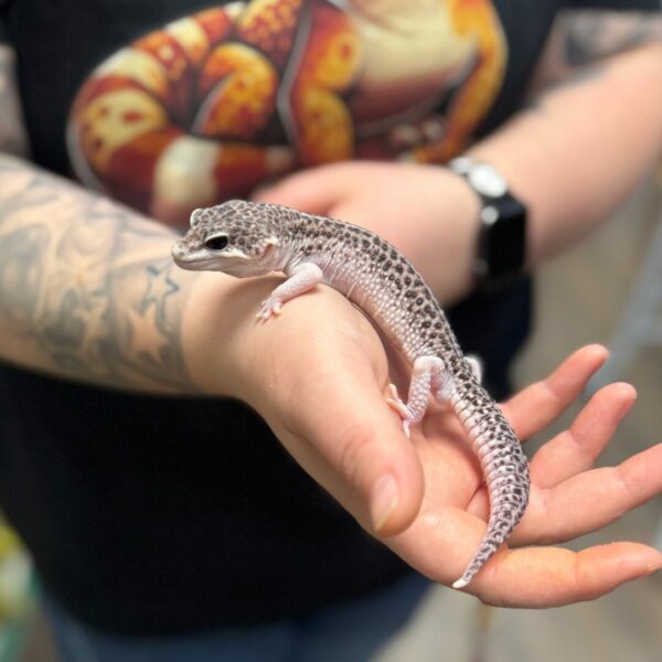 Leopard gecko being handled