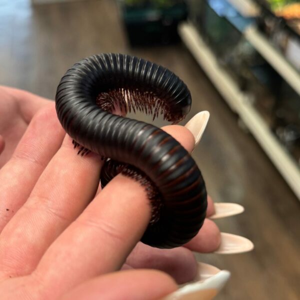 Giant African Millipede being handled