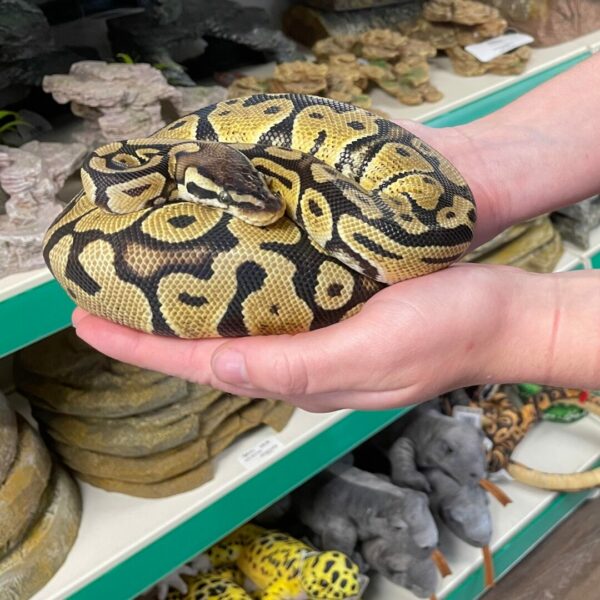 Royal Python being handled