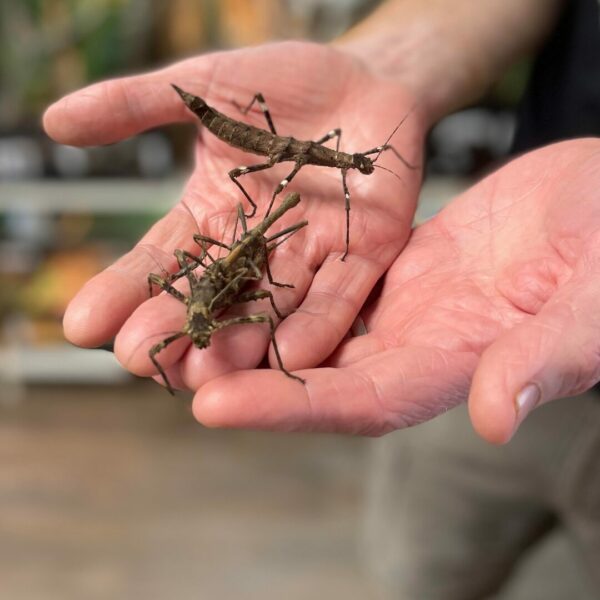 Sunny Stick insects being handled