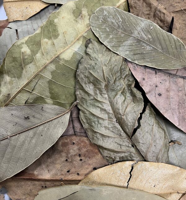 ProRep Bio Life Leaf Litter Jungle loose
