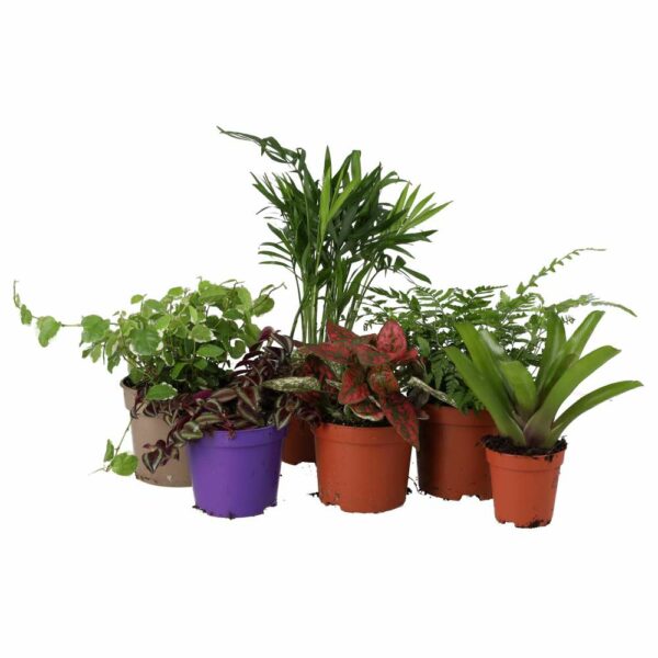 Jungle Plant Collection