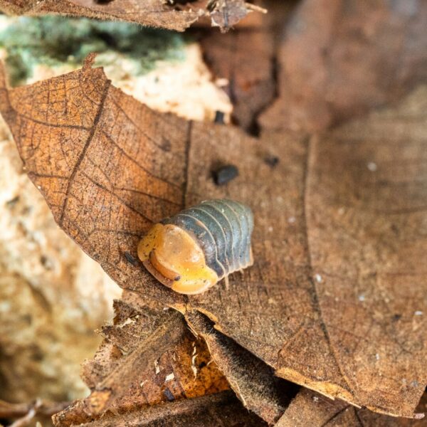 Rubber Ducky Isopods are bright yellow rolly-pollies that keep your terrarium clean and healthy. • Thrive at 21–27 °C with 70–80 % humidity • Eat decaying leaves, wood and small protein treats • Roll into a tight ball when startled • Easy to care for and breed year-round